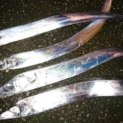 ワインドタチウオ